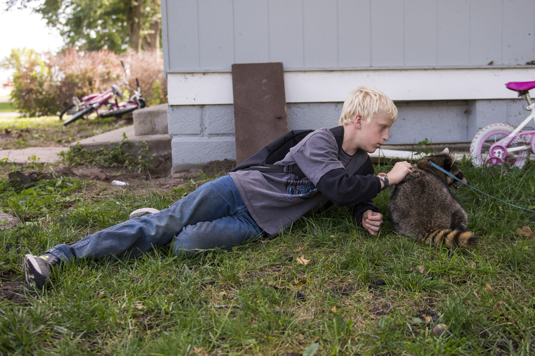 Pet Raccoon, 9/27